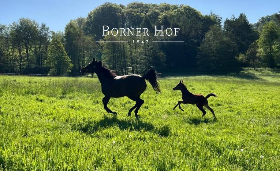 Vollblutaraberzucht auf dem Borner Hof
