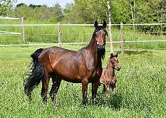 Borner Hof bei Heischeid